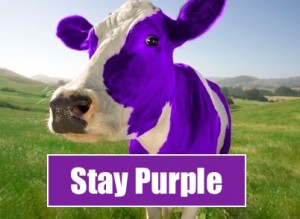 Purple-Cow1
